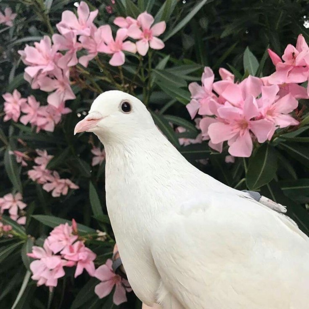 Meet your Posher, Nancy